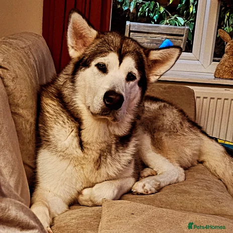 Alaskan Malamute dogs Gorgeous alaskan malamute for stud - Advert 1