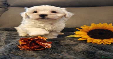 Maltipoo dogs - Advert 3
