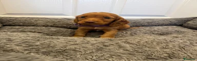 Puppy 3