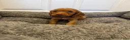 Cocker Spaniel dogs for sale: Pedigree Cocker Spaniel Puppies  - Advert 12