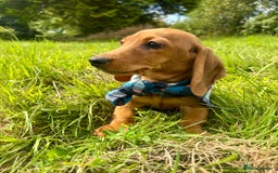 Miniature Dachshund dogs for sale: BEAUTIFUL KC REG & PRA CLEAR MINIS - 0% inbreeding - Image 6