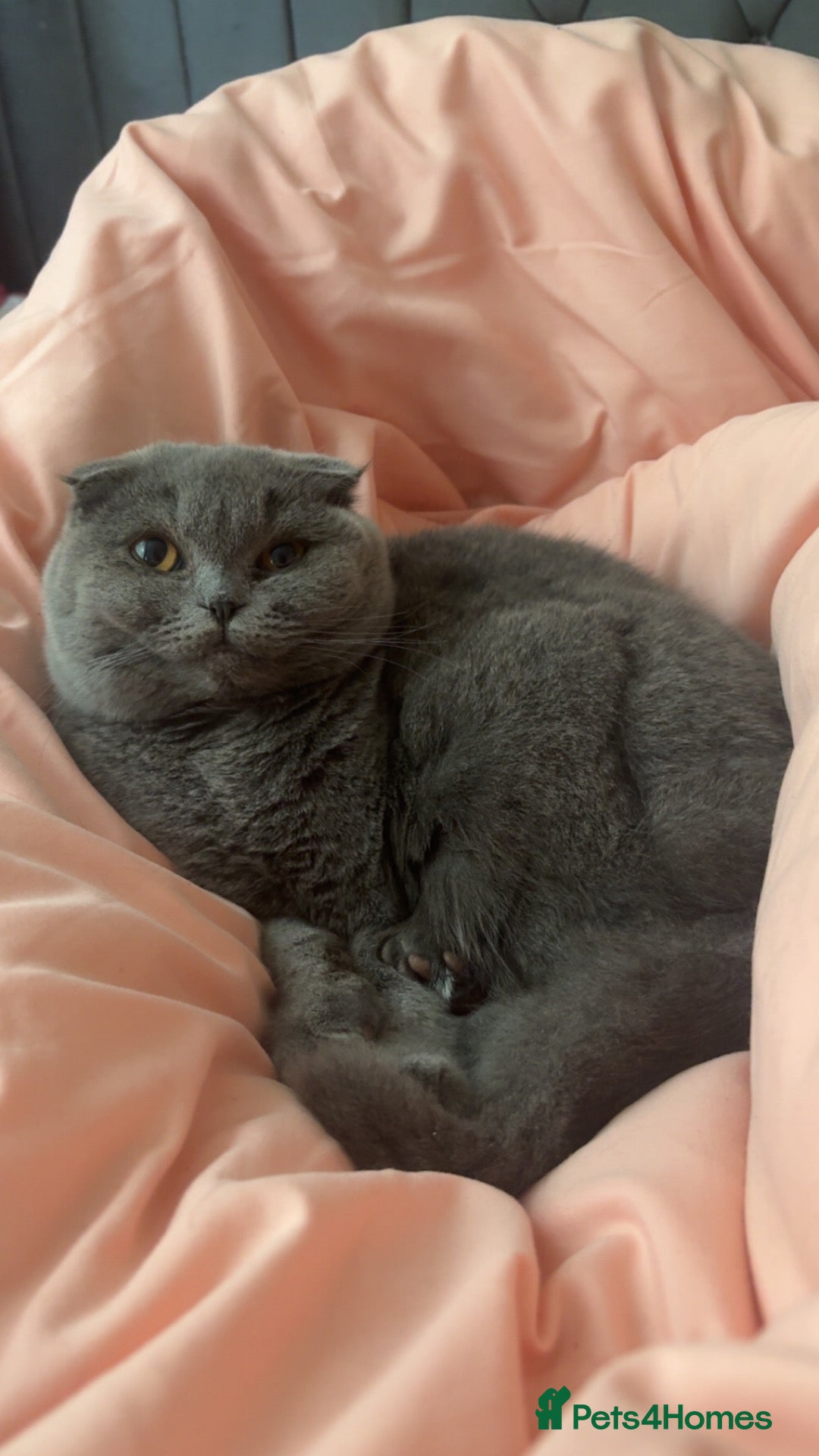 Scottish Fold cats Scottish fold Kityen  - Advert 1