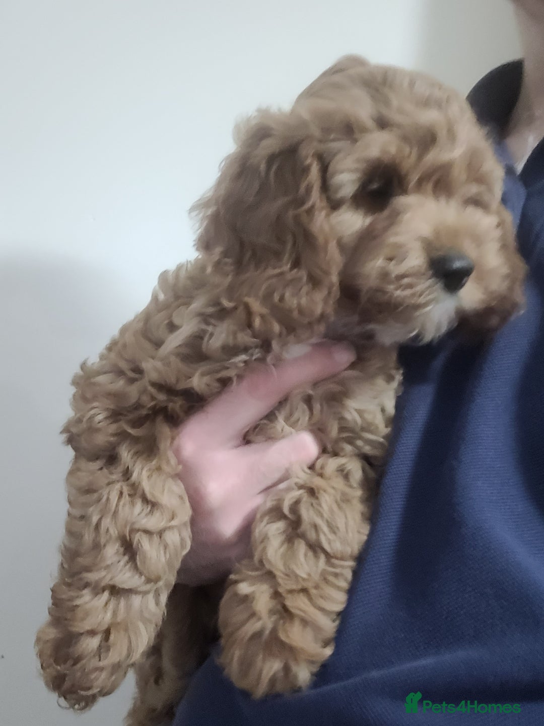 Cockapoo dogs for sale: Cockapoo pups  - Advert 9