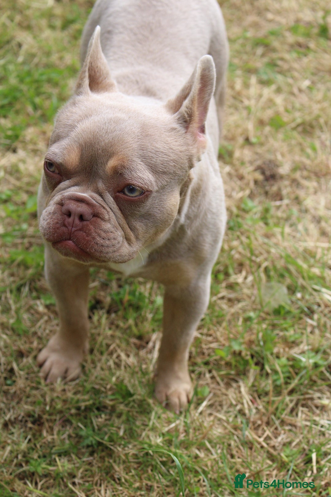 French Bulldog dogs for sale: French Bulldog - Pearl🔯 - Advert 9