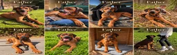 Rhodesian Ridgeback dogs for sale: Bred for beauty. Build and temperament. in Market Drayton - Advert 5