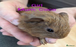Guinea Pig rodents for sale: Stunning baby guinea pigs! Lunkarya/Abyssinian/sh  - Image 15