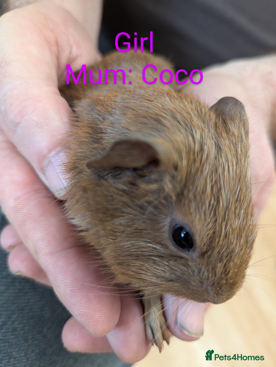 Guinea Pig rodents for sale: Stunning baby guinea pigs! Lunkarya/Abyssinian/sh  - Image 15