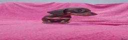 Miniature Dachshund dogs for sale: Quality Miniature Dachshund Puppies  - Advert 7
