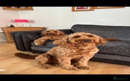 Irish Doodle dogs for stud: Gorgeous Deep Red Mini Irishdoodle for stud only in Totnes - Image 15