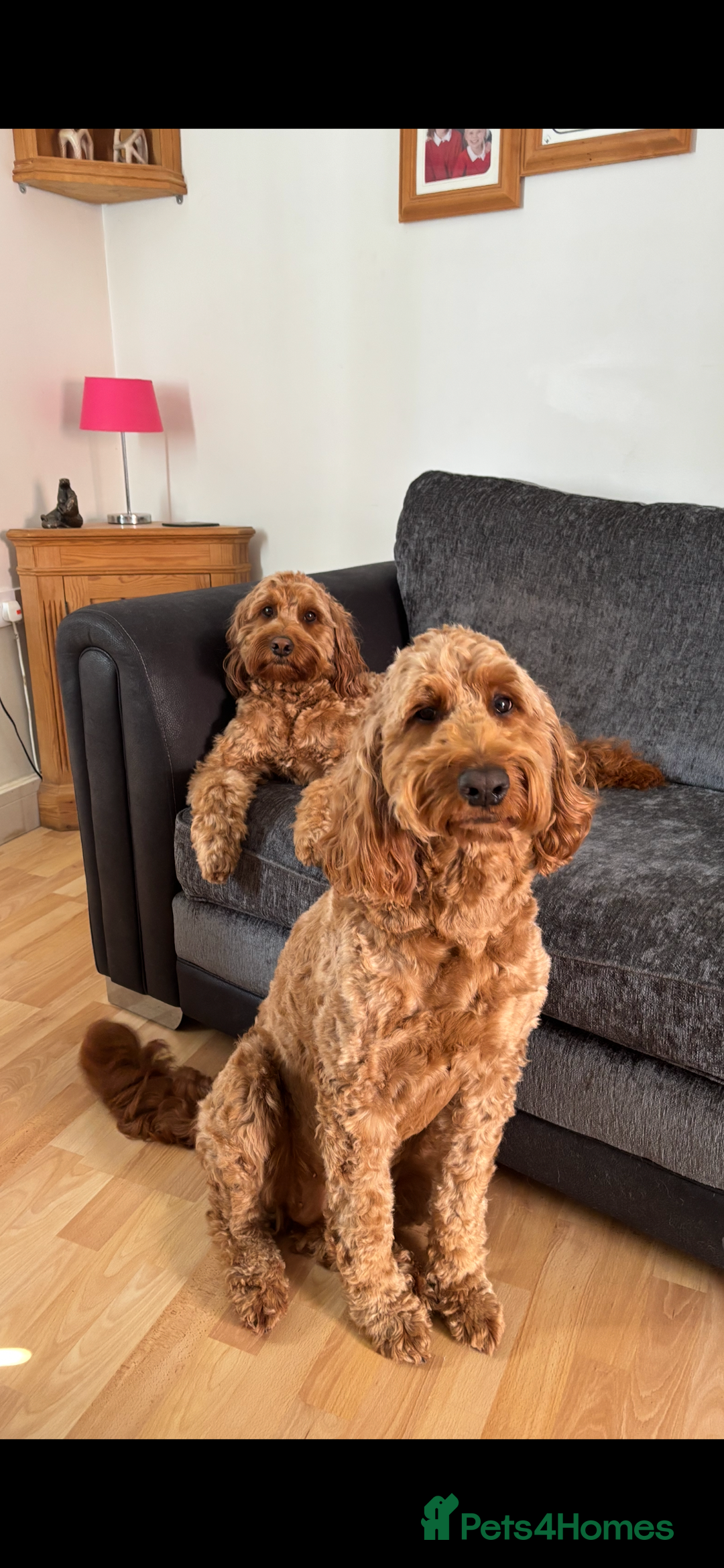 Irish Doodle dogs for stud: Gorgeous Deep Red Mini Irishdoodle for stud only in Totnes - Image 15