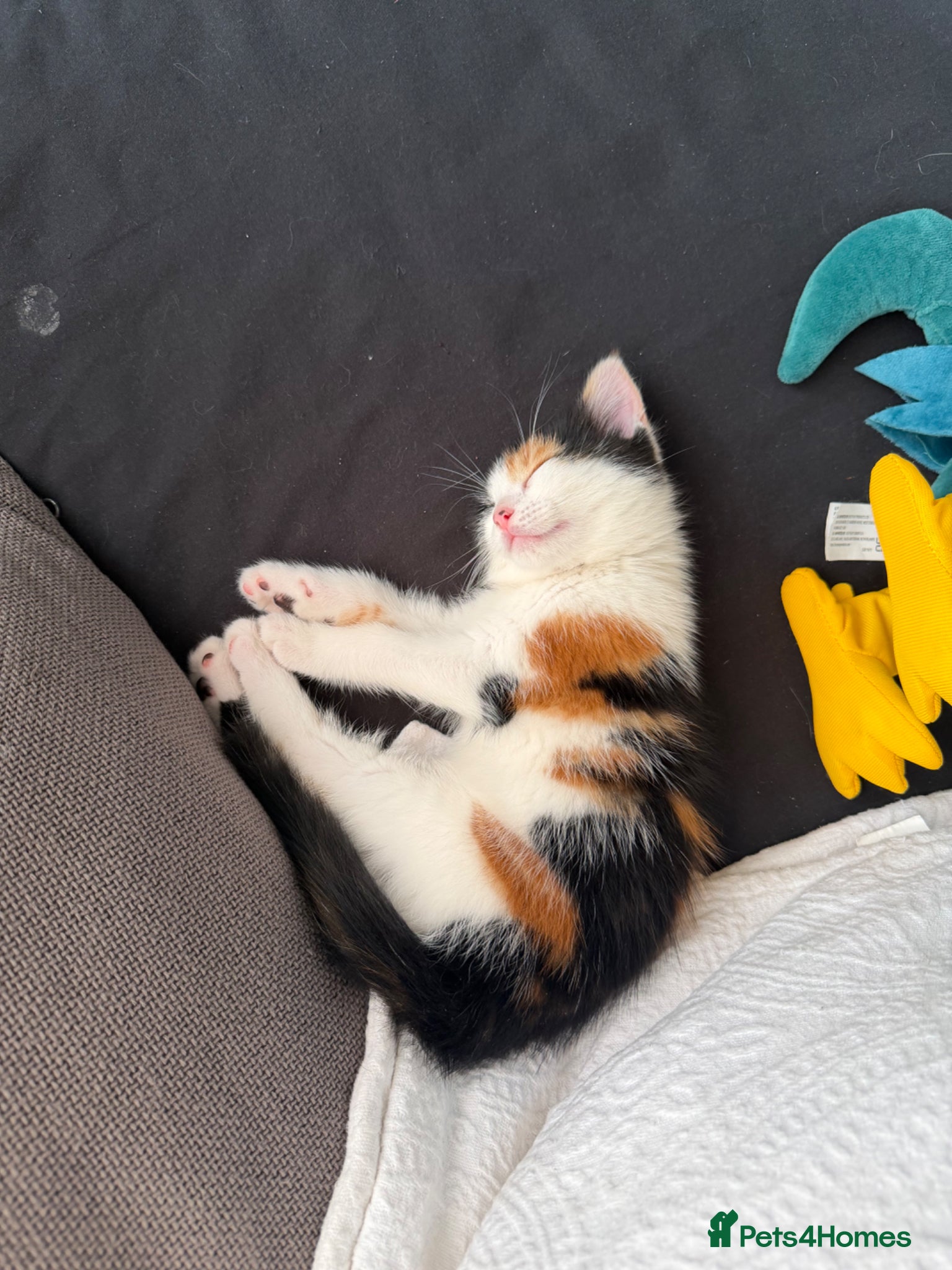 Brazilian Shorthair cats Beautiful Brazilian Shorthair kittens - Advert 1