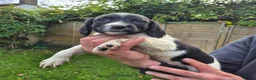 English Springer Spaniel dogs for sale: Springer spaniel puppies in Usk - Advert 3