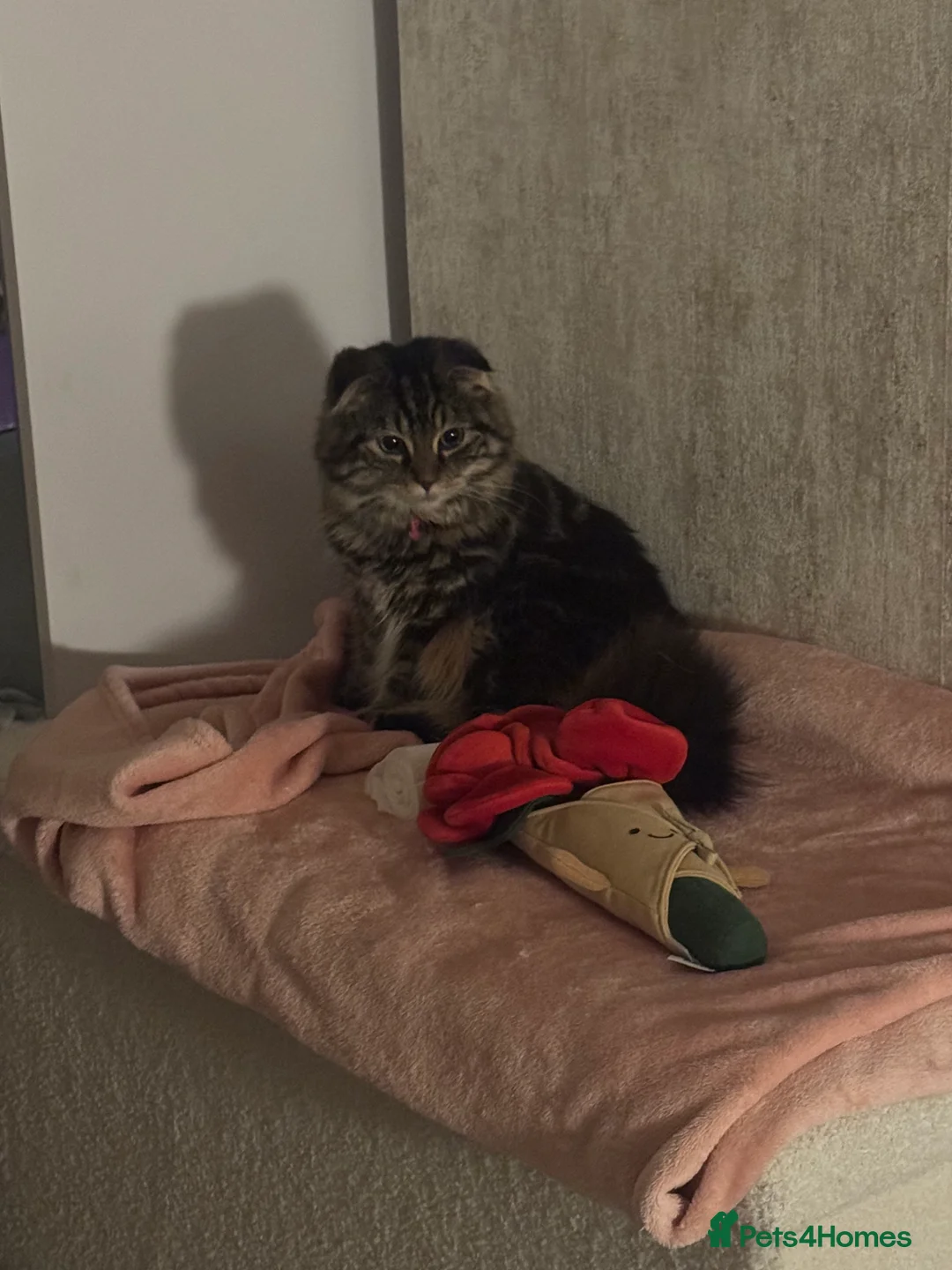 Scottish Fold cats for sale: Only one folded ears girl left 🎀 - Advert 12