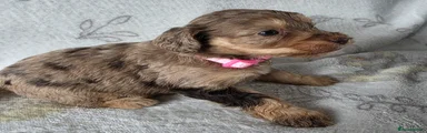 Cockapoo 5