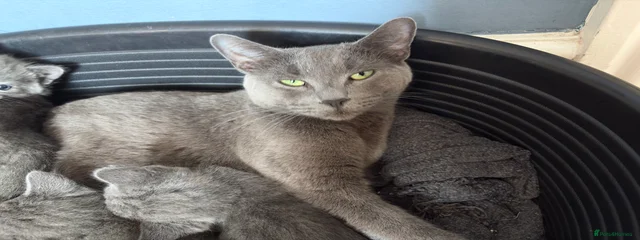 Selina