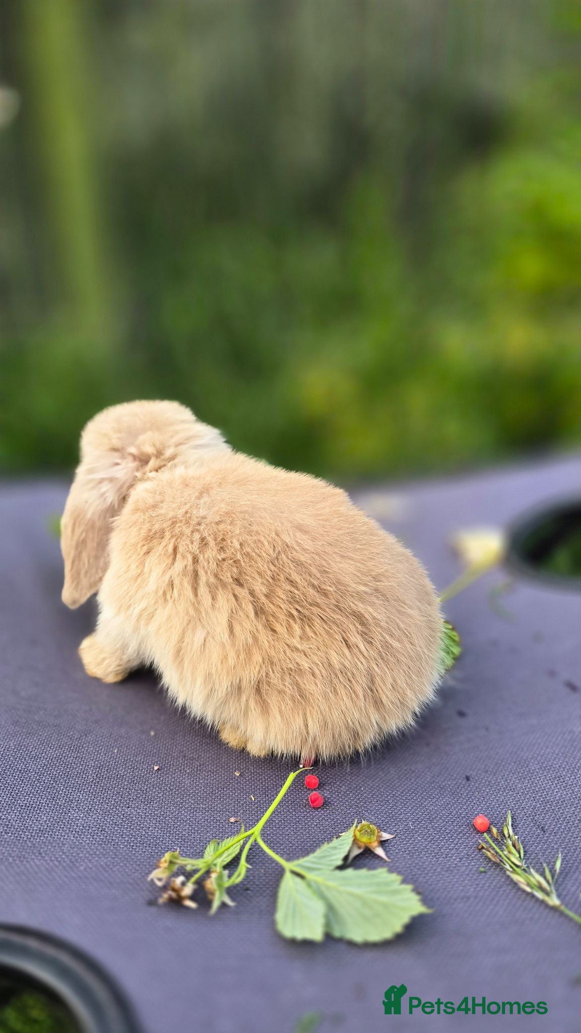 Mini Lop rabbits Cute and playful healthy bunnies  - Advert 2