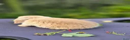Mini Lop rabbits for sale: Cute and playful healthy bunnies  - Advert 10
