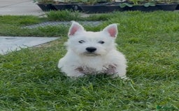 West Highland Terrier dogs for sale: West Highland Terrier pups Dad show lines - Image 4