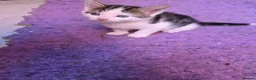 Mixed Breed cats for sale: 5 kittens and adult cat sale. Adult cat £50  in Ipswich - Advert 9