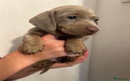 Dachshund dogs for sale: 5 stunning Dachshund puppies - Image 12