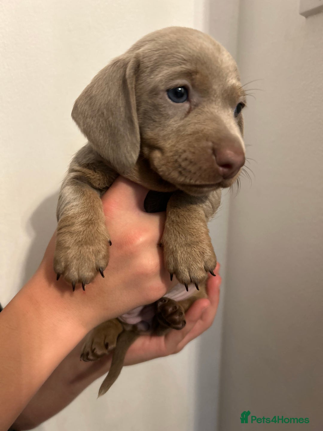 Dachshund dogs for sale: 5 stunning Dachshund puppies - Image 12
