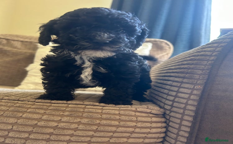 Cockapoo dogs Last Female Cockapoo Pup - Advert 3