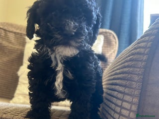 Cockapoo dogs Last Female Cockapoo Pup - Advert 16