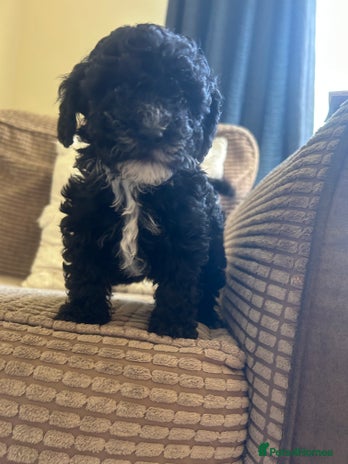 Cockapoo dogs Last Female Cockapoo Pup - Advert 3