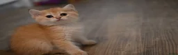 British Shorthair cats for sale: British shorthair blue golden kittens WCF/TICA - Advert 14