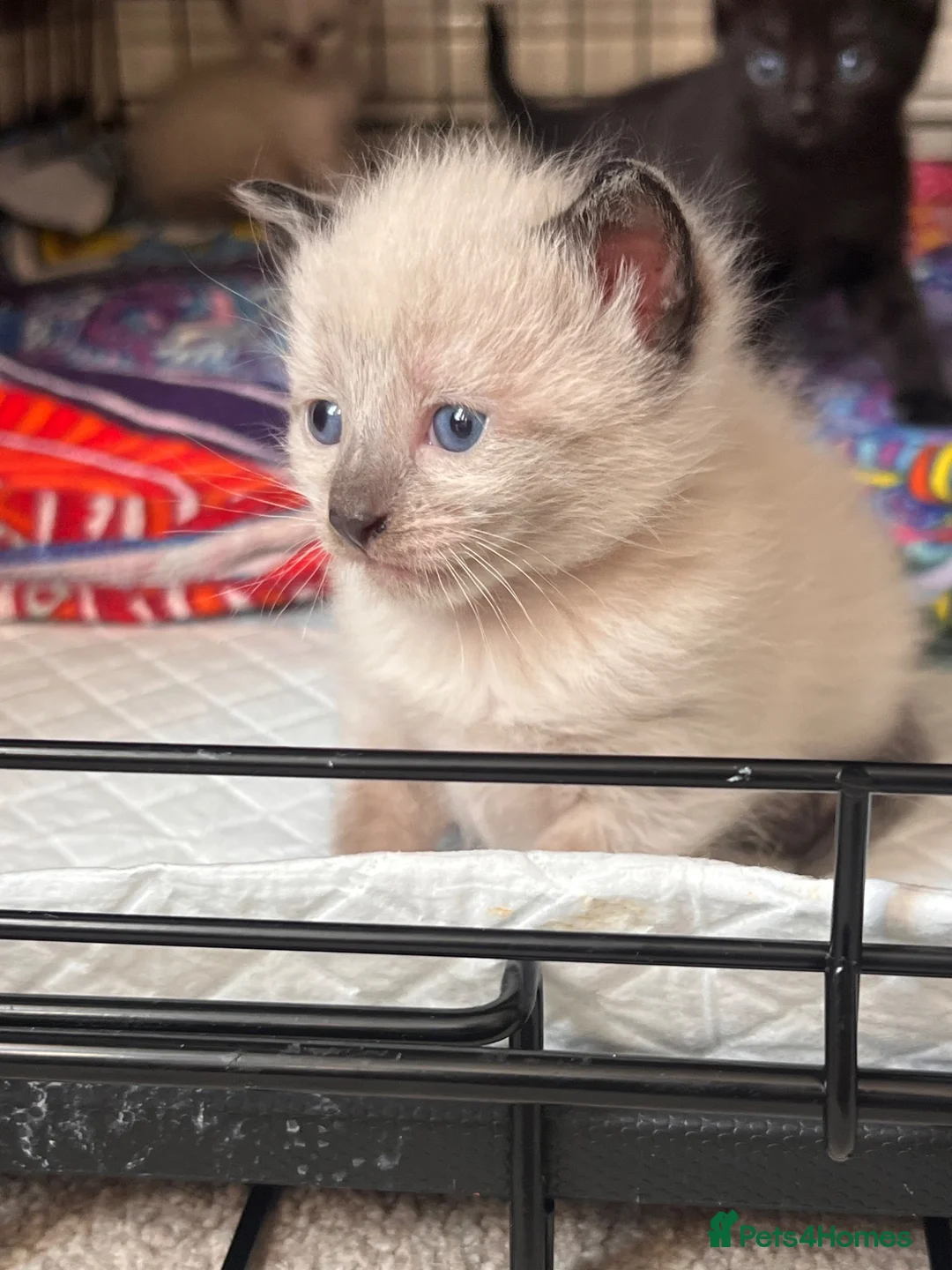 Russian Blue cats for sale: Russian blue mixed breed kittens  - Advert 22