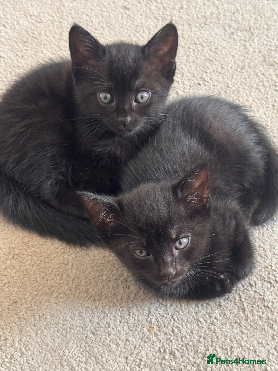 Mixed Breed cats for sale: 4 kittens mixed breed. (Dad is ragdoll)  - Advert 2