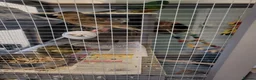 Parakeets birds for sale: 3 Birds and Big  wooden  cage nearly  new   - Advert 6