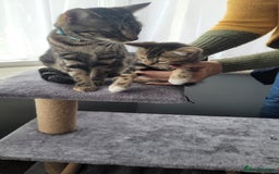 Mixed Breed cats for sale: Female mixed breed kitten - Image 2
