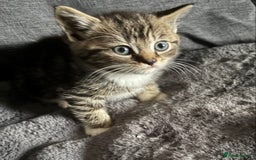 Mixed Breed cats for sale: Litter off 5 half bengal kittens  - Image 3