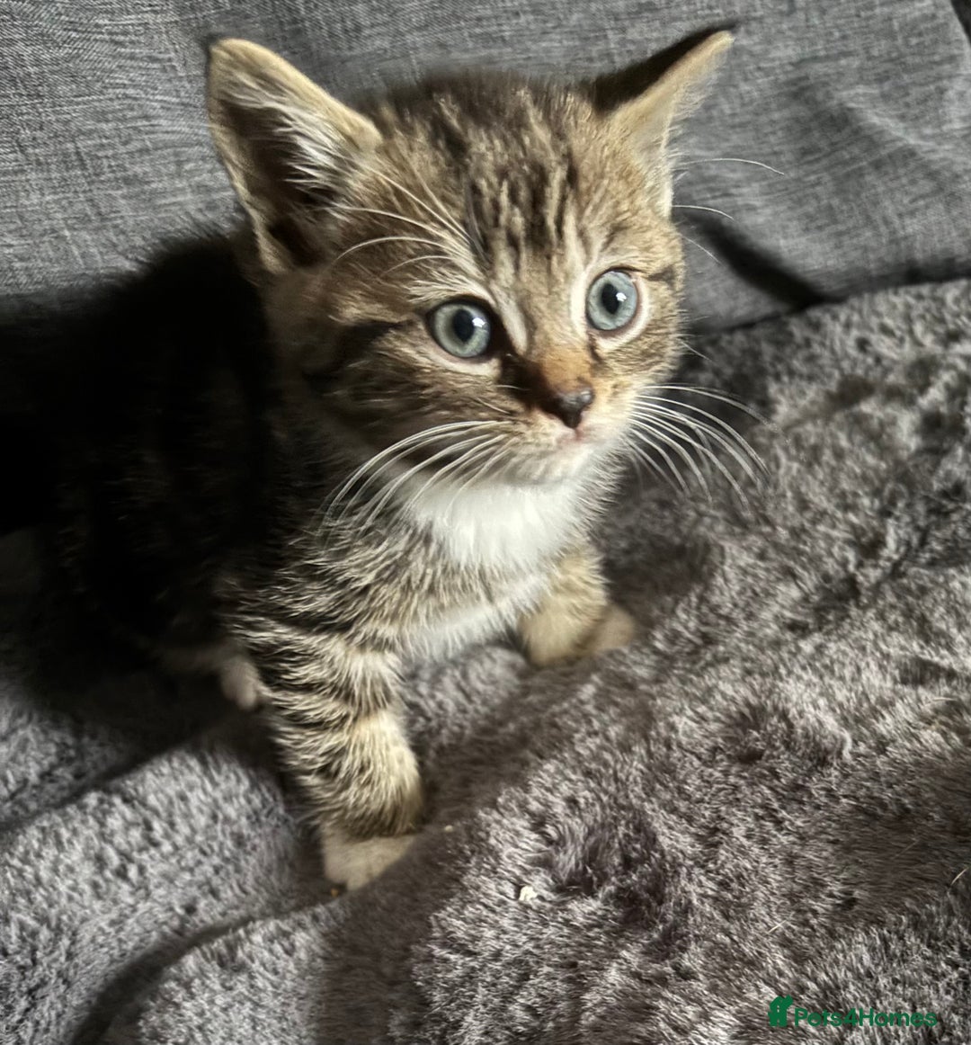 Mixed Breed cats for sale: Litter off 5 half bengal kittens  - Image 3