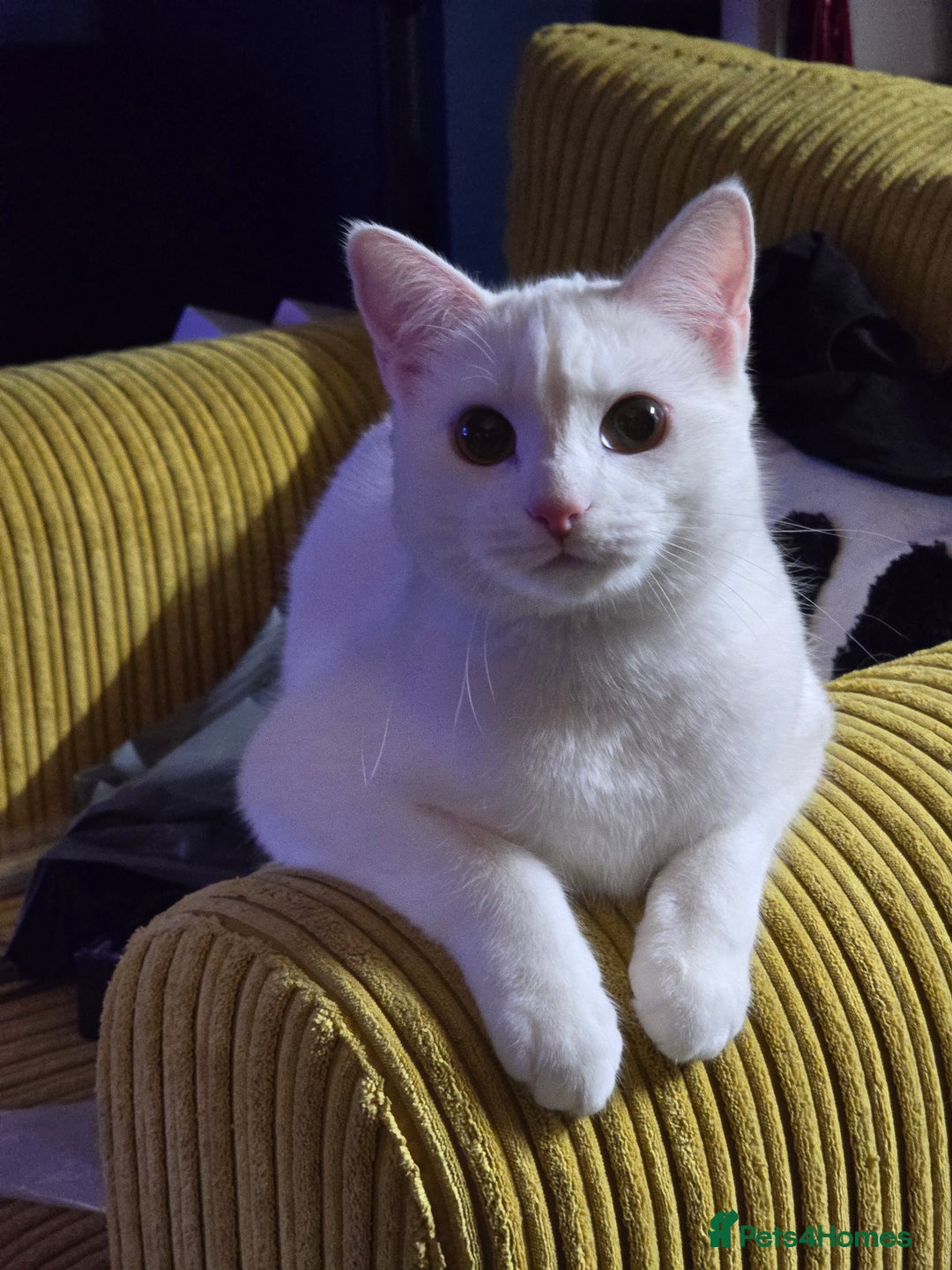 Domestic Shorthair cats for sale: Heartbreaking Rehome-18 month old Pure White Cat x - Image 13