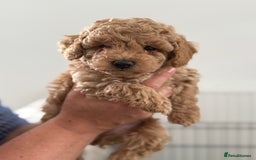 Cavapoo dogs for sale: Adorable Cavapoo Puppies – Ready for Loving Homes - Image 9