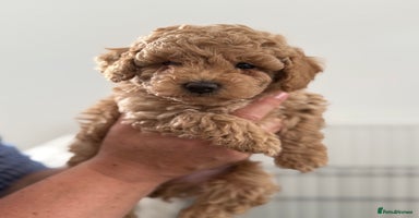 Cavapoo dogs - Advert 11