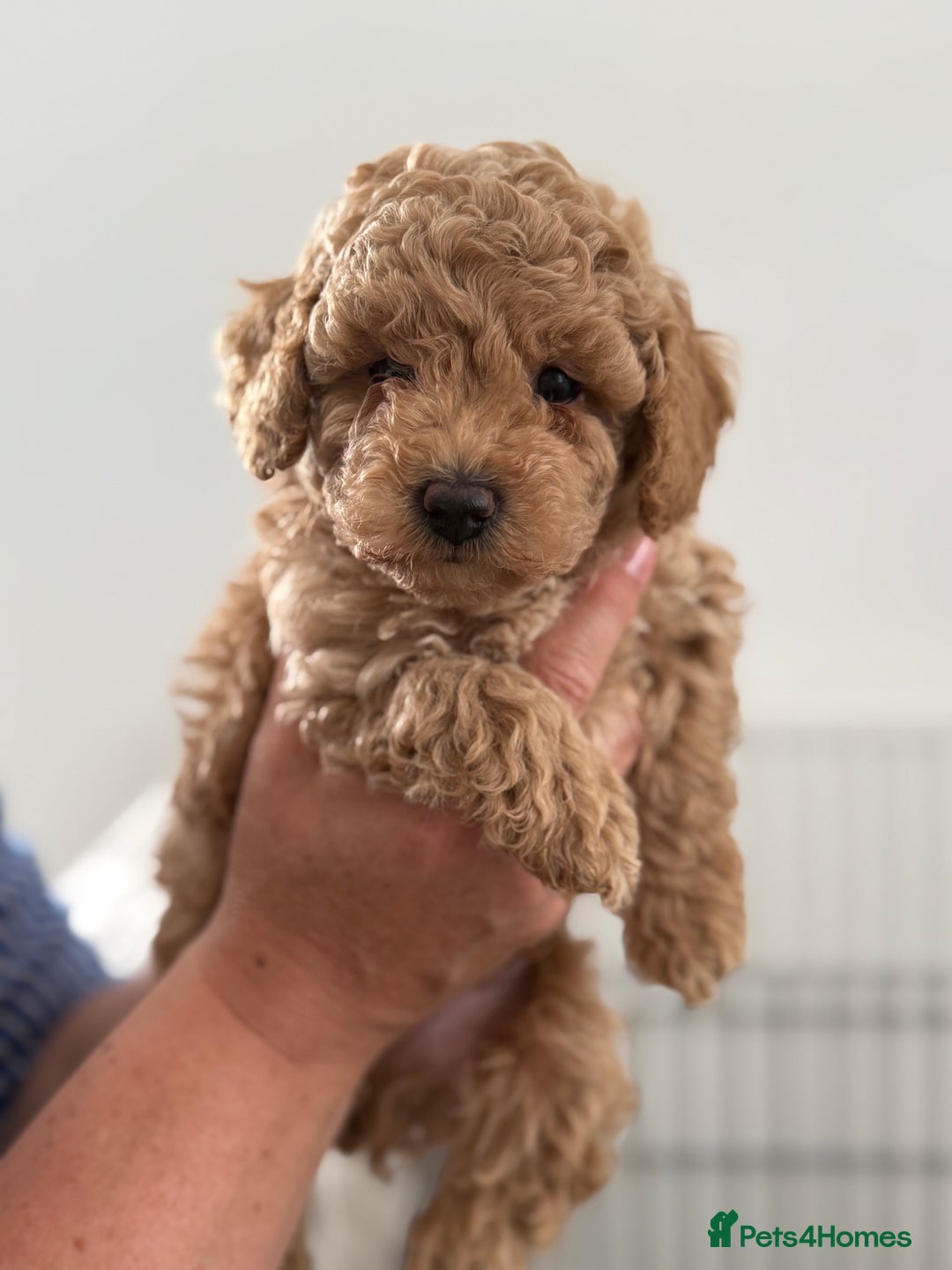 Cavapoo dogs for sale: Adorable Cavapoo Puppies – Ready for Loving Homes - Image 9