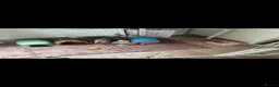 Mini Lop rabbits for sale: 2 beautiful mini lop female rabbits in Mansfield - Advert 4