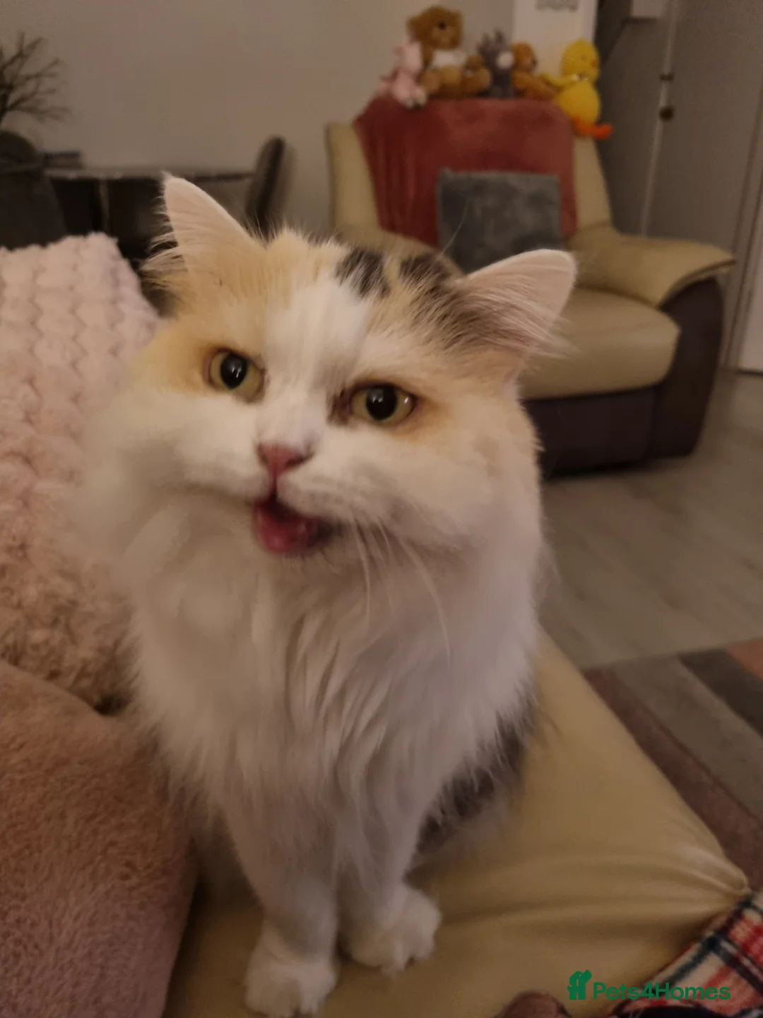 Scottish Fold cats for sale: Scottish fold straight female age 7 - Advert 6