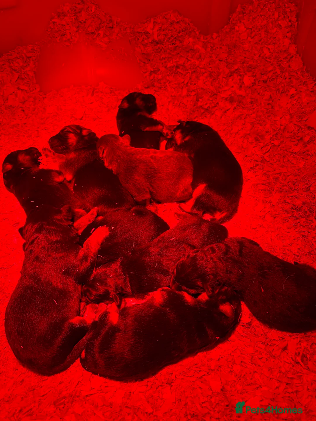 German Shepherd dogs for sale: Beautiful KC Registered GS pups - Advert 2