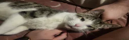 Domestic Shorthair cats for sale: Gorgeous cat available for adoption in Wigan - Advert 2