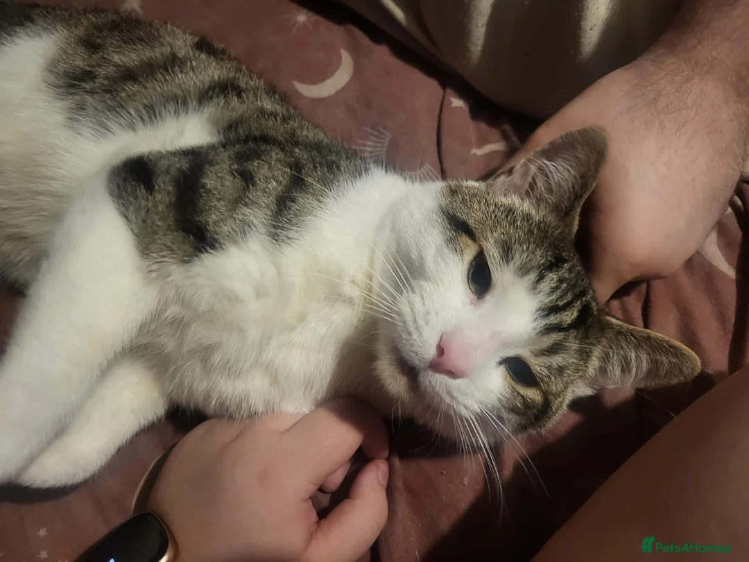 Domestic Shorthair cats for sale: Gorgeous cat available for adoption in Wigan - Advert 2