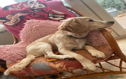 Mixed Breed dogs for sale: 7month boy golden retriever spaniel sam - Image 6