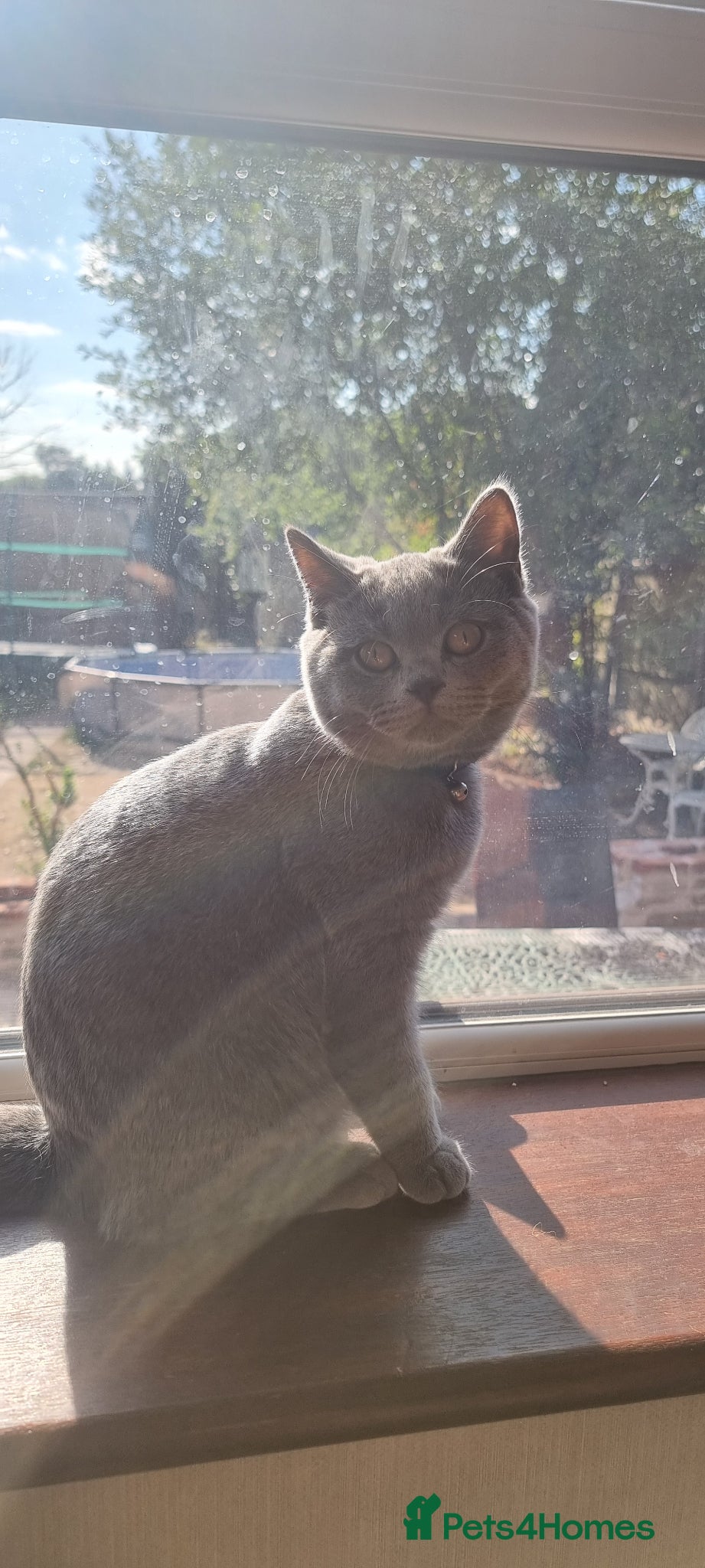 British Shorthair cats British shorthair kittens for sale - Advert 2