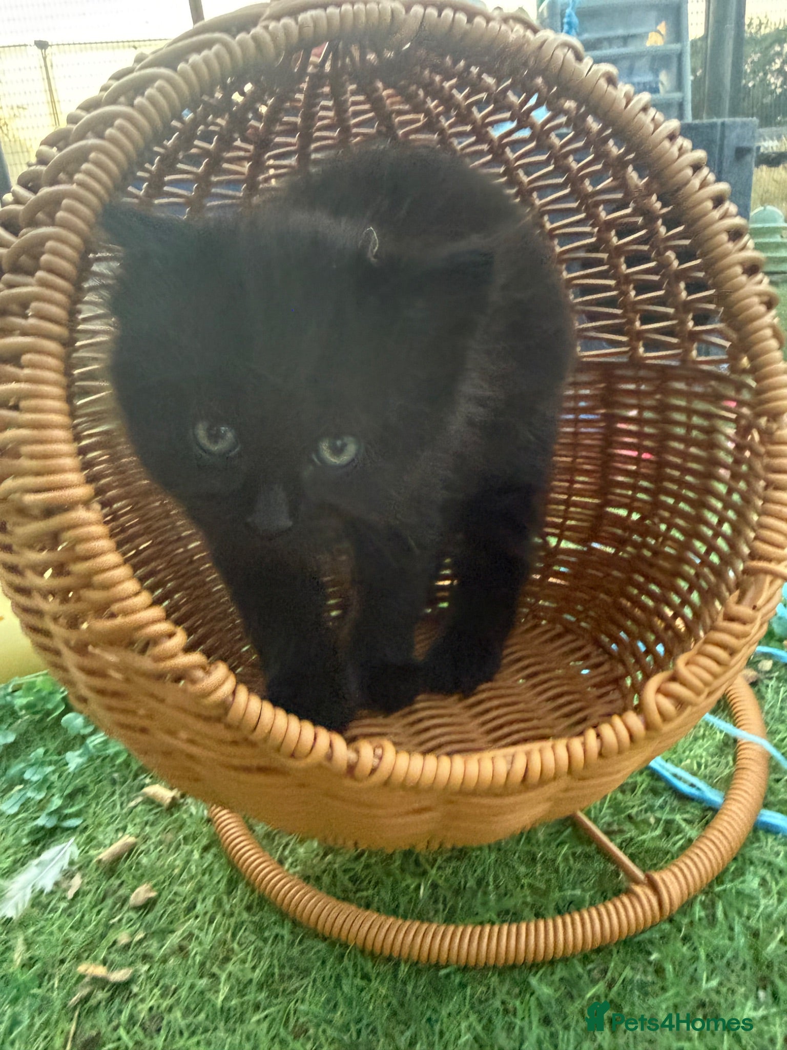 Mixed Breed cats Longhaired Black & Dark Tabby Chunky Kittens - Advert 2