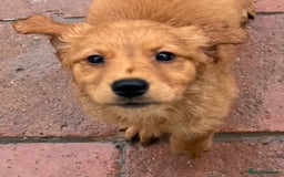 Golden Retriever dogs for sale: Dark fox red KC golden retriever puppies - Image 17
