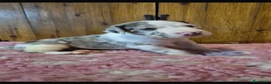 Great Dane 2