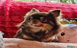 Chihuahua dogs for stud: 🇹🇭THAILAND IMPORT CHIHUAHUA CHOCOLATE LONGCOAT in Alford - Image 4
